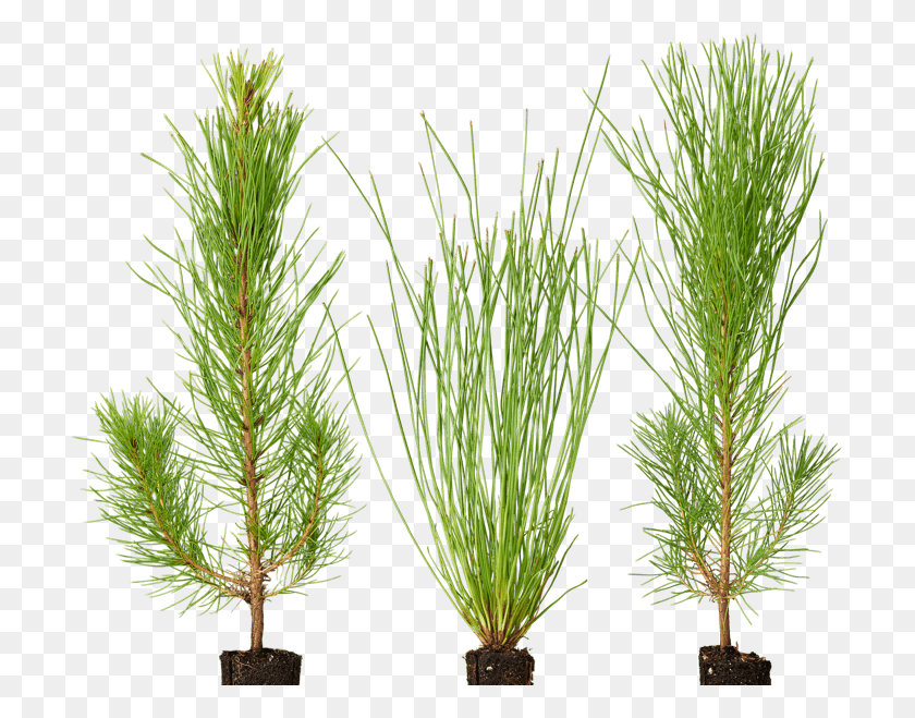 707x599 Loblolly Pine Tree Seedling, Plant, Tree, Pine HD PNG Download