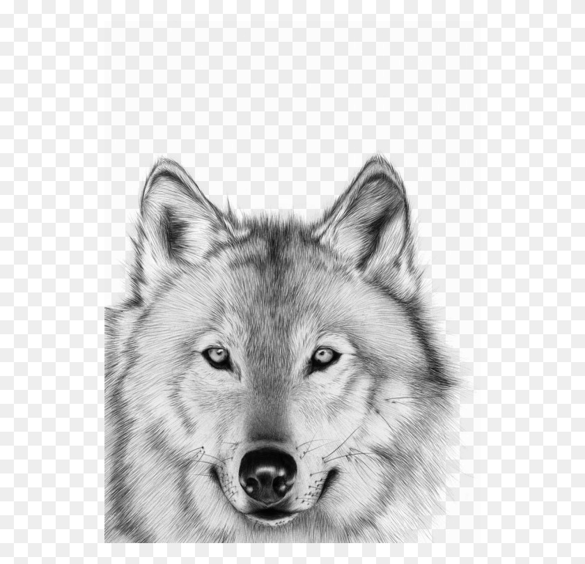 540x750 Lobo Blanco Dibujos Realistas Animales Bolígrafo, Lobo, Mamíferos, Animal Hd Png