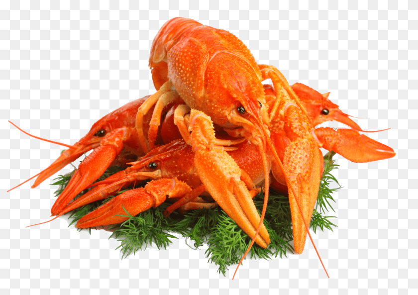 1280x904 Lobster, Food, Seafood, Animal, Invertebrate Clipart PNG