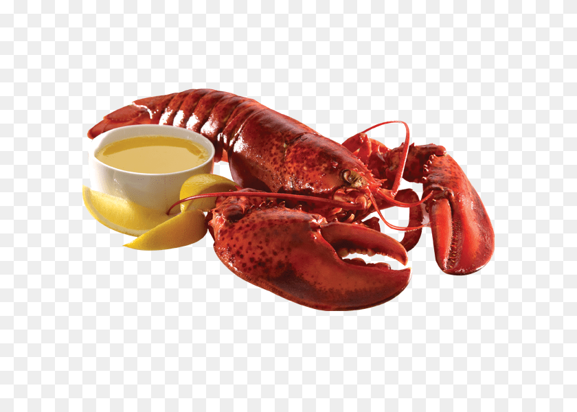 600x600 Lobster, Animal, Food, Invertebrate, Sea Life Clipart PNG