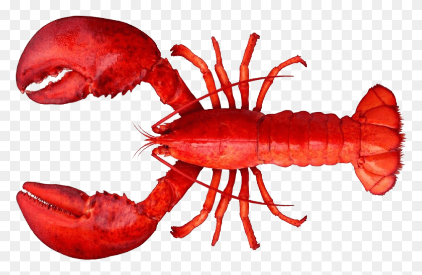 929x581 Lobster And Shrimp Difference, Seafood, Sea Life, Food HD PNG Download