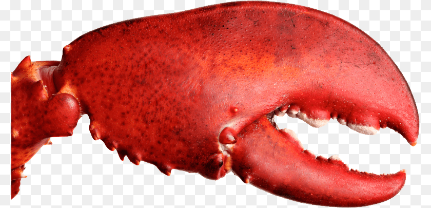 796x405 Lobster Claw Lobster Crusher Claw, Animal, Food, Invertebrate, Sea Life Sticker PNG