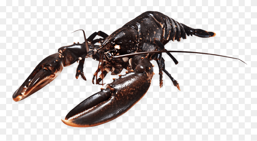 947x487 Lobster European American Lobster, Seafood, Sea Life, Food HD PNG Download