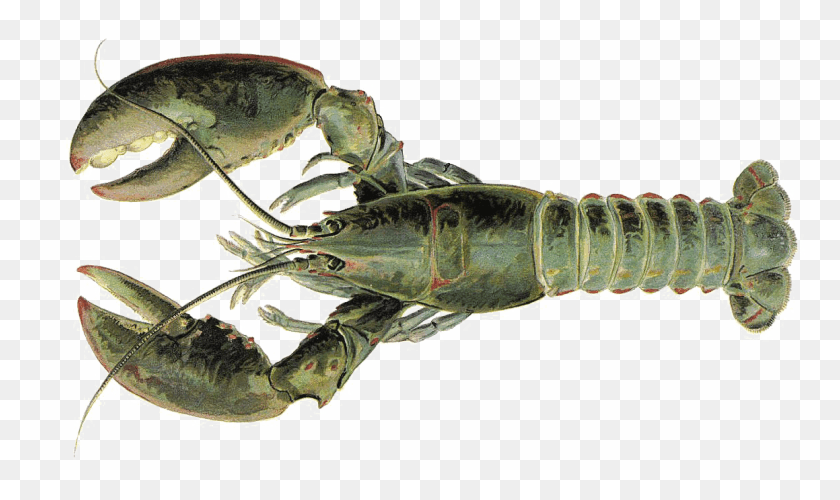 1159x655 Lobster Free Lobster Invertebrates, Seafood, Sea Life, Food HD PNG Download
