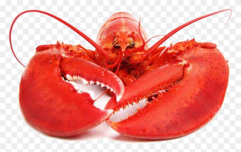 911x550 Lobster Free Lobster Smoking A Joint, Seafood, Sea Life, Food HD PNG Download