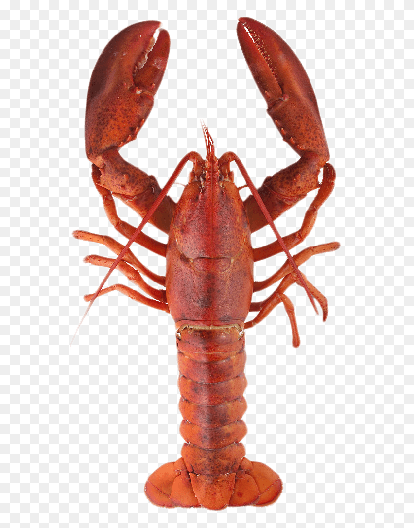 553x1011 Lobster Top Red Lobster Full Body Seafood Art, Sea Life, Food, Animal HD PNG Download