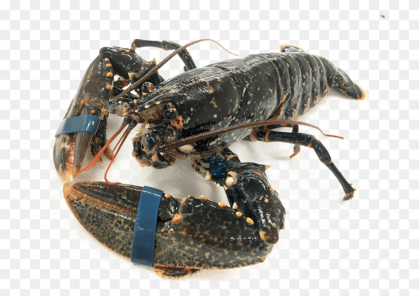729x534 Lobster Transparent Image Homarus Gammarus, Seafood, Sea Life, Food HD PNG Download