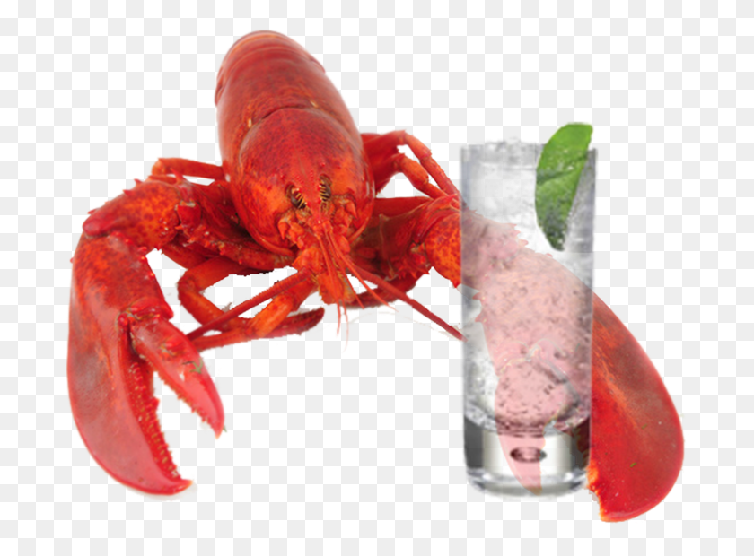 699x560 Lobster Transparent Image Lobster Holding A Drink, Potted Plant, Plant, Vase HD PNG Download