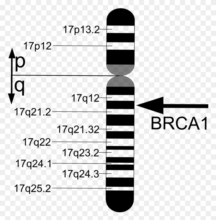 897x915 Location Of Brca1 On Chromosome Gne, Gray, World Of Warcraft HD PNG Download