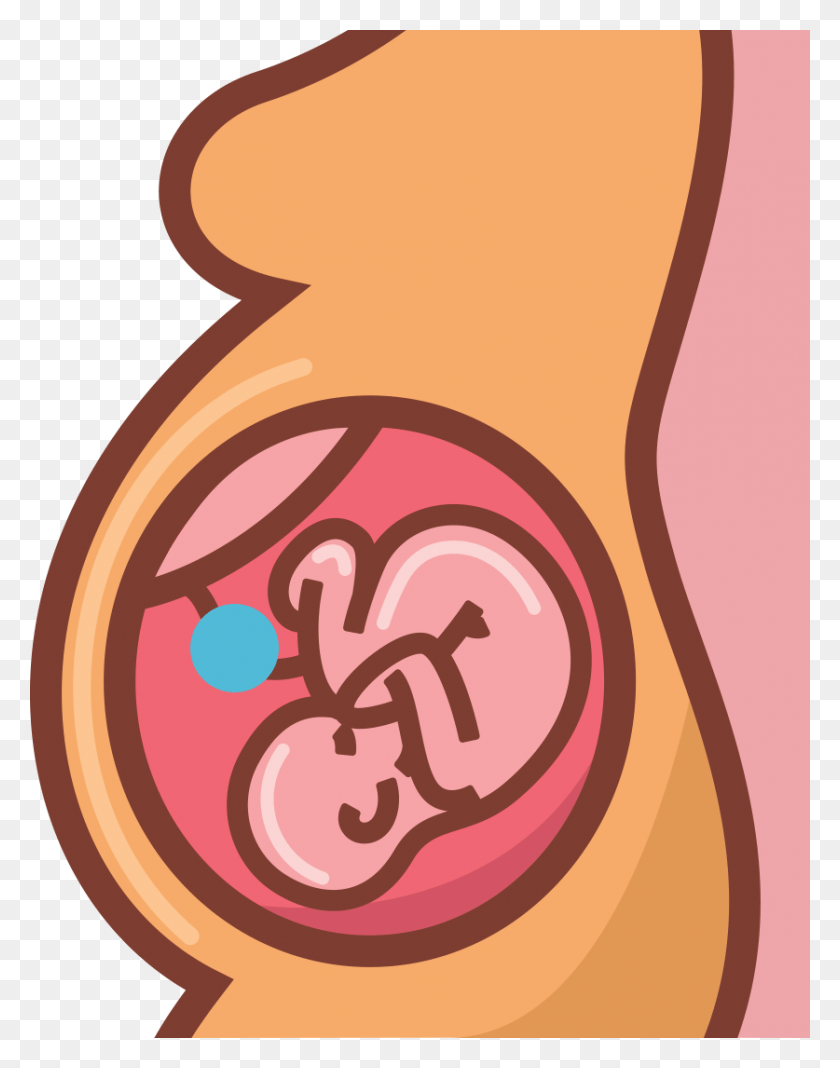 837x1082 Location Of The Umbilical Cord And Cord Blood Stem Umbilical Cord Clip Art, Text, Alphabet, Heart HD PNG Download