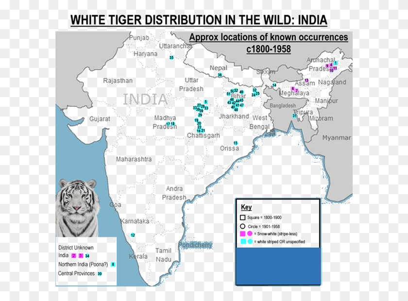 613x560 Ubicación De La Distribución Del Tigre Blanco En El Tigre Blanco Salvaje En Nilgiri, Mapa, Diagrama, Vegetación Hd Png