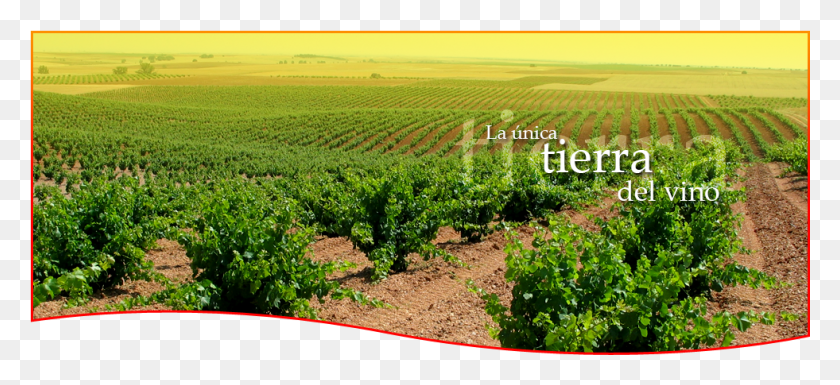981x409 Location Tierra Del Vino Zamora, Nature, Outdoors, Farm HD PNG Download