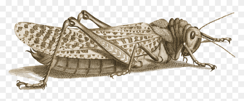 2178x806 Locust Pluspng Illustration, Insect, Invertebrate, Animal HD PNG Download