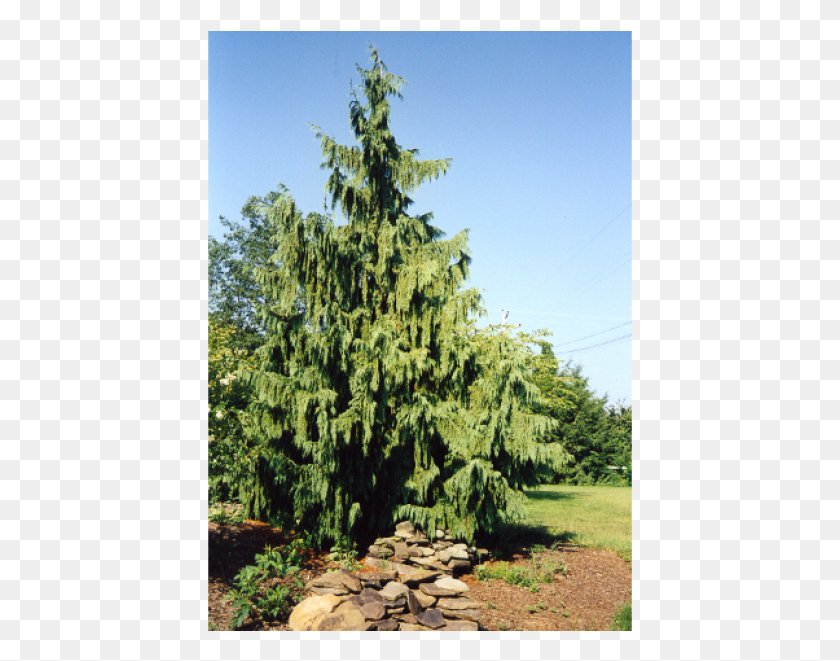 425x601 Lodgepole Pine, Tree, Plant, Conifer HD PNG Download