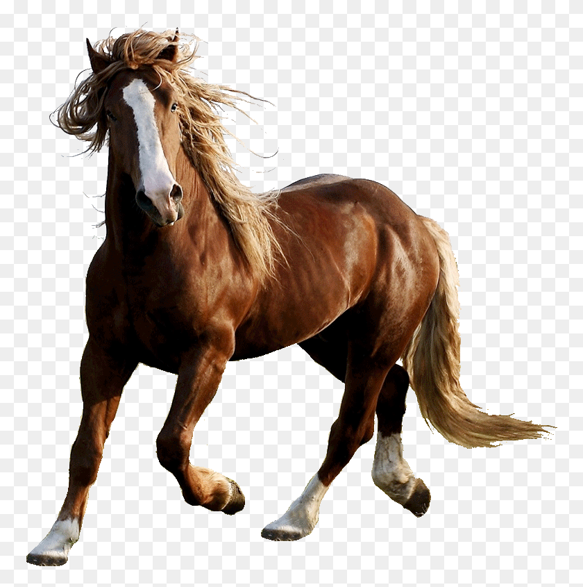 766x785 Войти Frasi Belle Sui Cavalli, Лошадь, Млекопитающее, Животное Hd Png Скачать