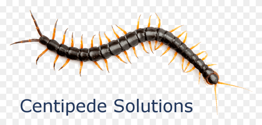 841x367 Logo Centipedes, Animal, Invertebrate, Insect HD PNG Download