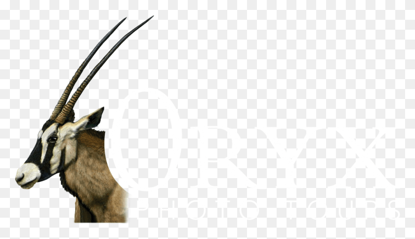 998x542 Logo Gemsbok, Label, Text, Alphabet HD PNG Download
