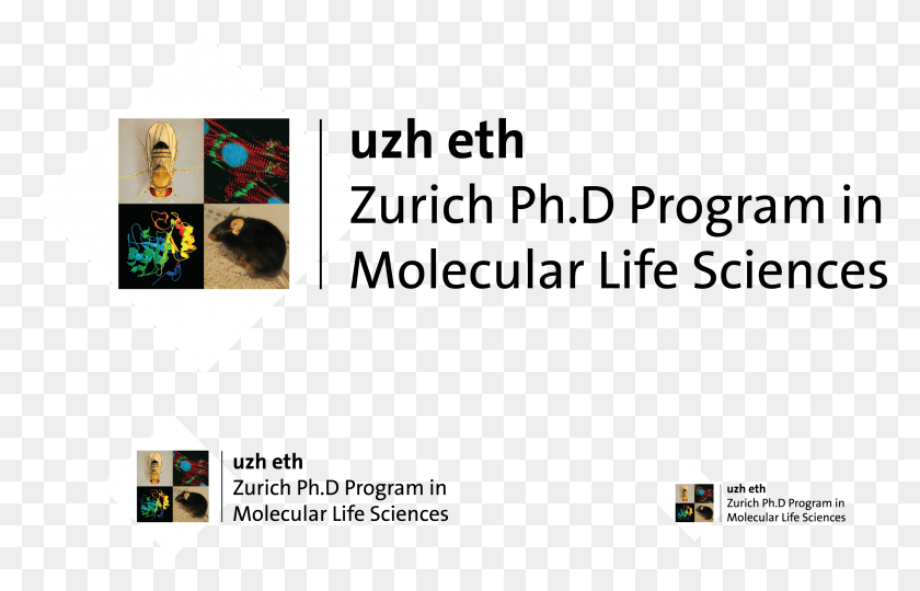 3272x2015 Logo Mls Mls Logo Zurich Molecular Life Sciences, Text, Cat, Pet HD PNG Download