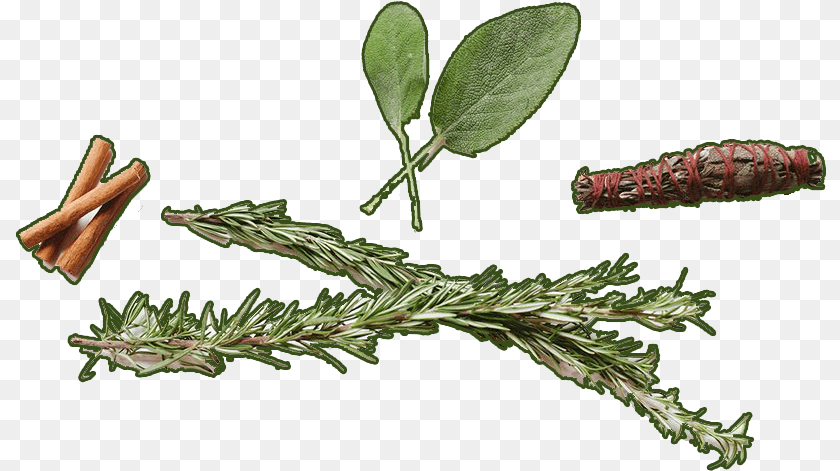 812x471 Logs Of Cinnamon Common Sage, Tree, Plant, Leaf, Herbs Sticker PNG