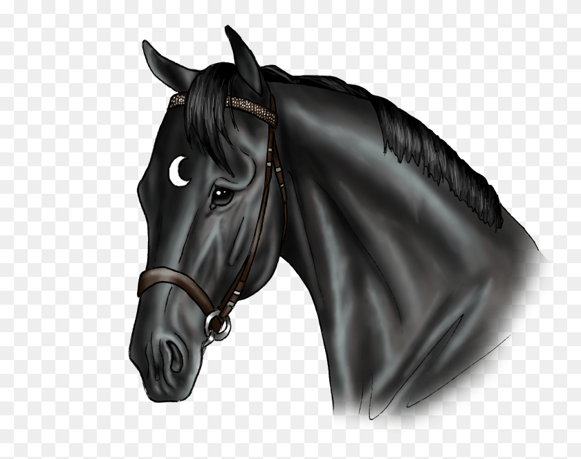 2706x2095 Loki Stallion, Andalusian Horse, Horse, Mammal HD PNG Download