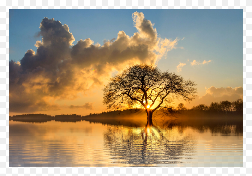 1920x1300 Lone Tree, Nature, Outdoors, Plant HD PNG Download