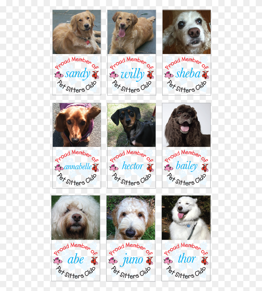 514x872 Long Island Pet Sitters Dog Walkers Pet Sit Club Companion Dog, Collage, Poster, Advertisement HD PNG Download