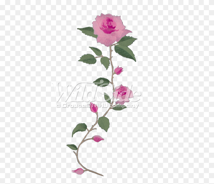 437x663 Long Stem Pink Rose Long Roses, Plant, Flower, Blossom HD PNG Download