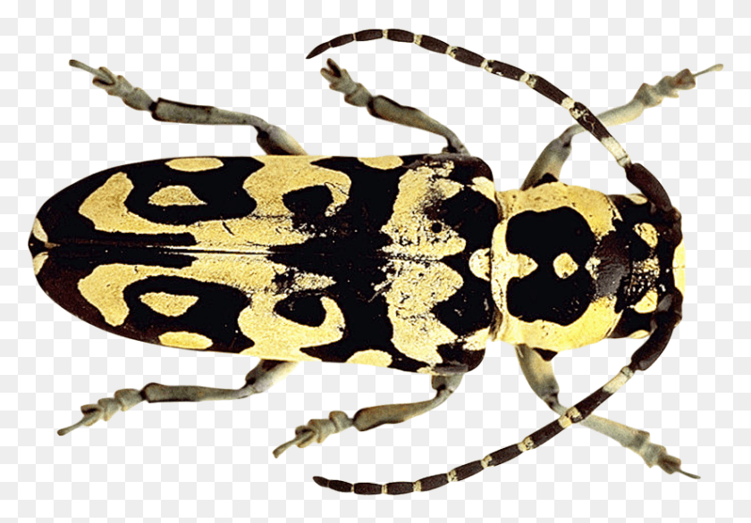 823x556 Longhorn Beetle, Insect, Invertebrate, Animal HD PNG Download
