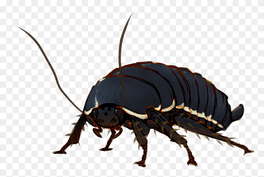 977x632 Escarabajo De Cuernos Largos, Animal, Insecto, Invertebrado Hd Png