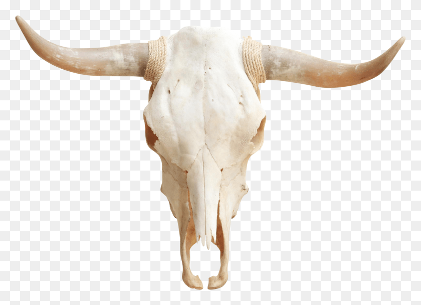 2397x1687 Череп Длиннорогого Черепа, Крупный Рогатый Скот, Млекопитающее, Животное Hd Png Скачать