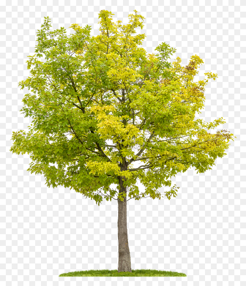 1312x1543 Look For Cwf39s Wild About Birds Trees And Shrub Collection Red Oak Tree White Background, Tree, Plant, Maple HD PNG Download