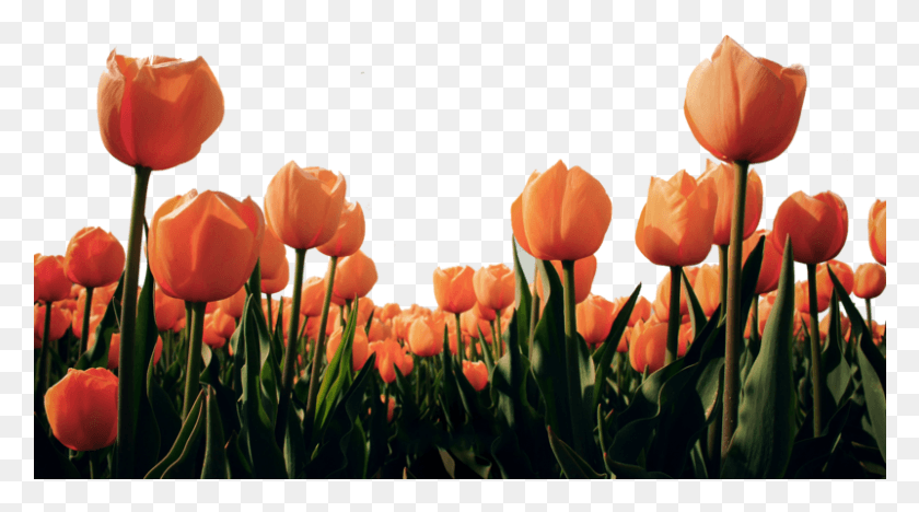 801x420 Look For The Miracle In All Things Big Size Images Of Flowers, Plant, Flower, Blossom HD PNG Download