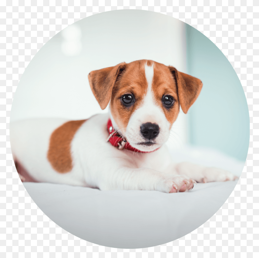 1000x1000 Looking For A Home Based Cage Free Environment Kromfohrlnder, Puppy, Dog, Pet HD PNG Download