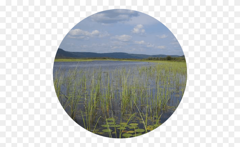 471x454 Looking Into Conroy Marsh From The Little Mississippi Freshwater Marsh, Water, Outdoors, Nature HD PNG Download