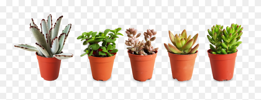 3000x1012 Looking To Buy Succulents The Orijean Carries Quality Flowerpot, Plant, Pot, Furniture HD PNG Download