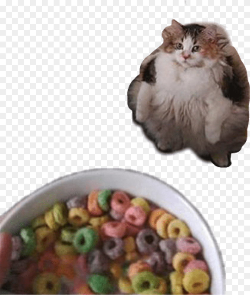 1024x1212 Loops Cursedimage Cat Frootloops Ohyes Funny Cat Cough Meme, Bowl, Animal, Mammal, Pet Sticker PNG