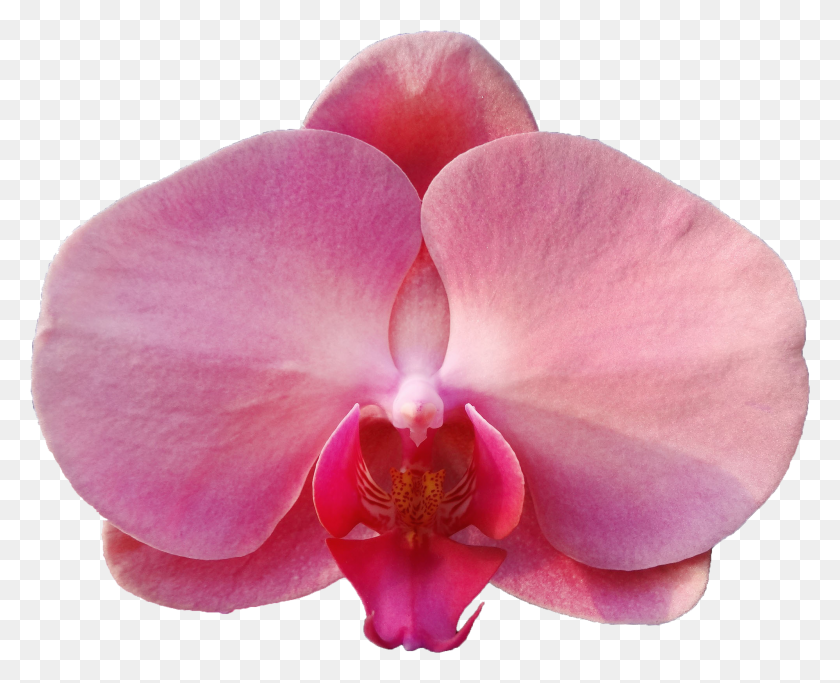 1997x1597 Орхидея Лоп-Мотылек, Растение, Цветок, Цветение Hd Png Скачать