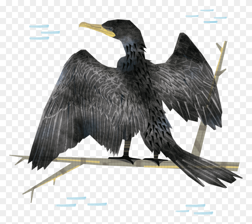 971x855 Los Pjaros De Un Pas De Una Regin Son Parte De Double Crested Cormorant, Bird, Animal, Waterfowl HD PNG Download