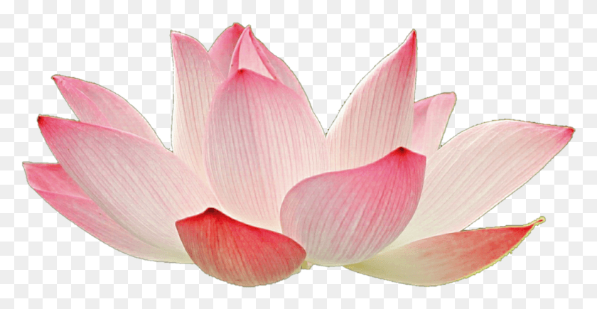 1011x487 Lotus, Petal, Flower, Plant HD PNG Download