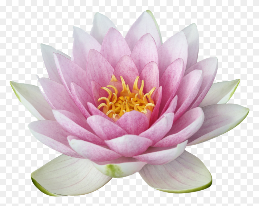 1116x870 Lotus, Plant, Lily, Flower HD PNG Download