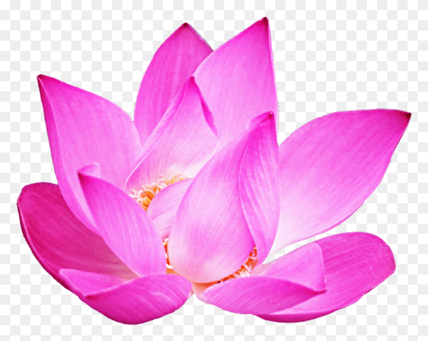989x775 Lotus Clipart Pink Lotus Sacred Lotus, Plant, Lily, Flower HD PNG Download
