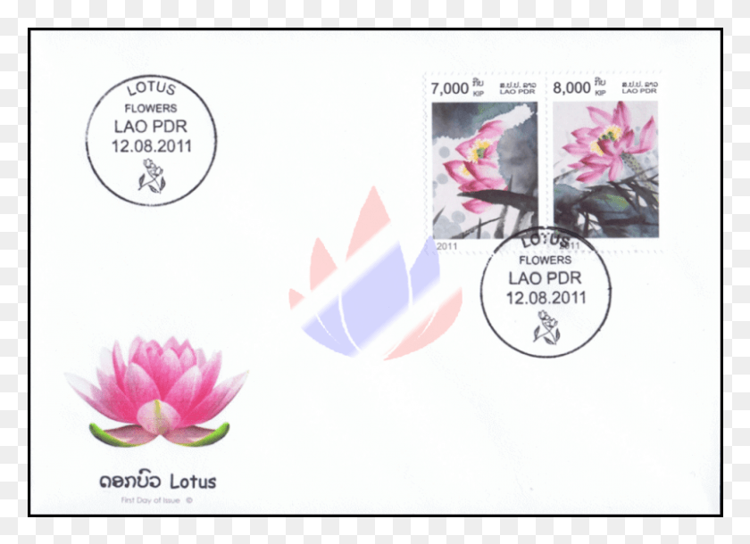 801x565 Цветок Лотоса, Цветок, Растение, Цветение Hd Png Скачать