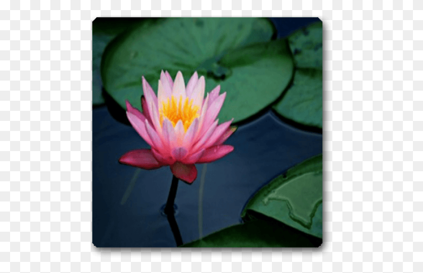 481x482 Lotus Flower, Plant, Lily, Flower HD PNG Download