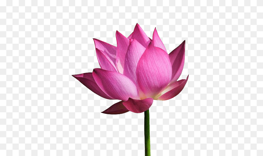 500x500 Lotus Flower, Dahlia, Petal, Plant, Lily Clipart PNG