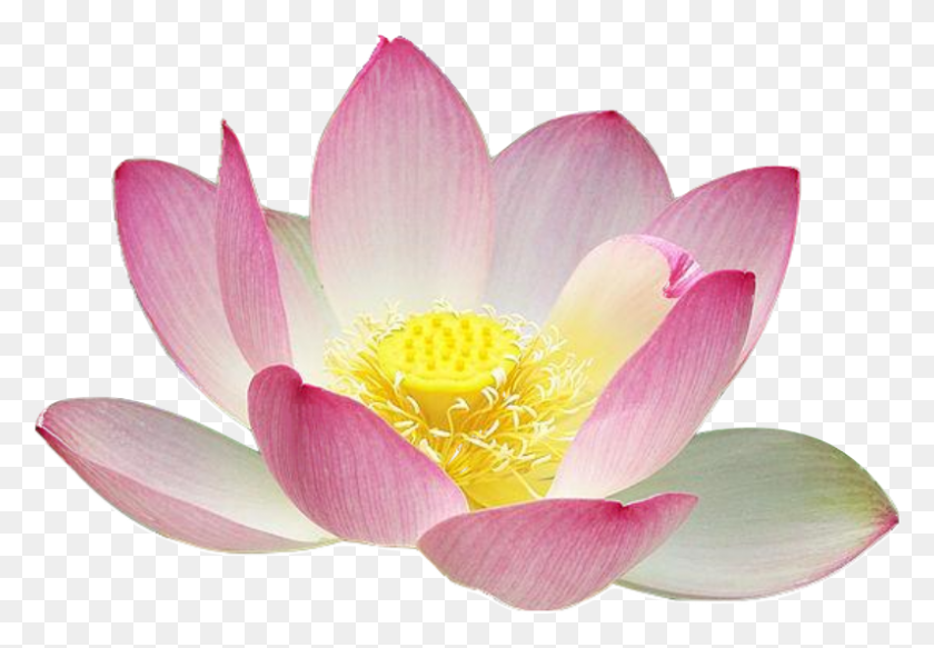 796x534 Lotus Flower Clipart Free Clipart Lotus Flower Silhouette Lotus Flower, Plant, Anther, Flower HD PNG Download