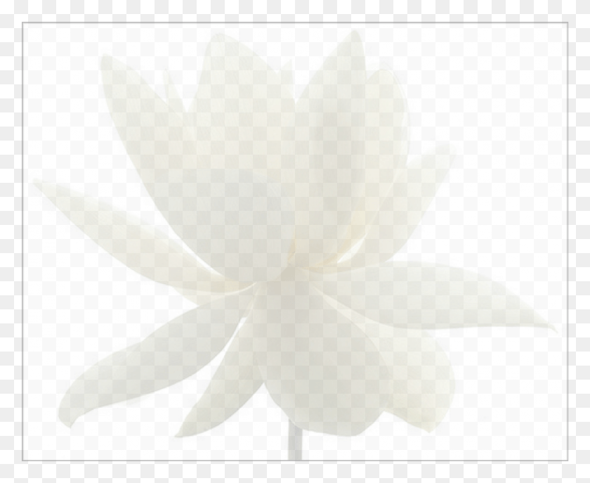 810x652 Цветок Лотоса Увядание1 Эхеверия, Цветок, Растение, Цветение Hd Png Скачать