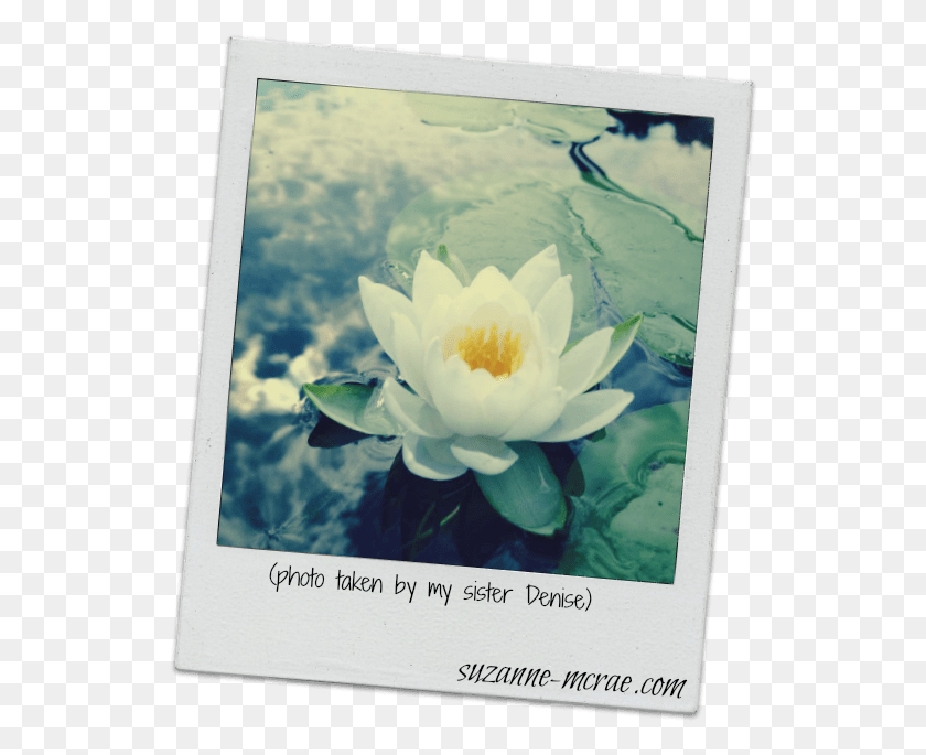 534x625 Цветок Лотоса Священный Лотос, Растение, Цветок, Цветение Hd Png Скачать