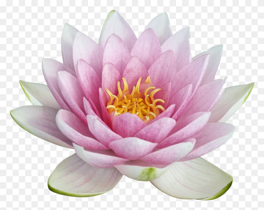 1486x1159 Lotus Flower Transparent Background Lotus Flower Transparent, Plant, Lily, Flower HD PNG Download