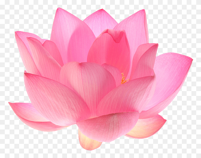 776x599 Lotus Flower Transparent Lotus Flower Transparent Background, Dahlia, Flower, Plant HD PNG Download