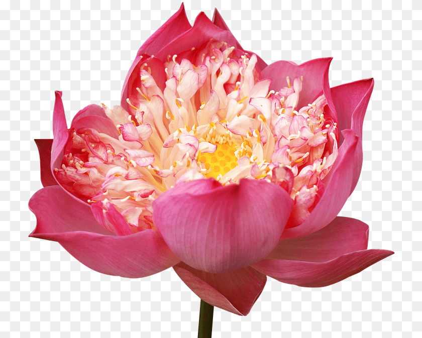 736x673 Lotus Flowers Decorate Pink Lotus Many Wings, Flower, Petal, Plant, Dahlia Transparent PNG